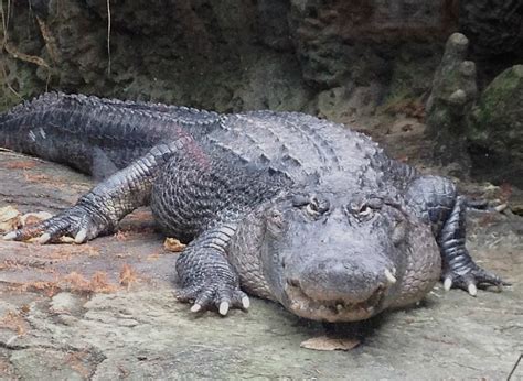 American Alligator Cincinnati Zoo And Botanical Garden®