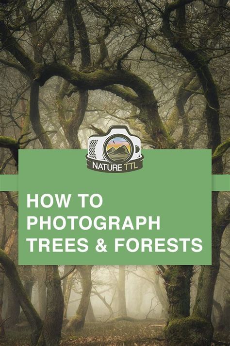 How To Photograph Trees And Forests Learn How To Capture Beautiful