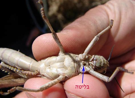 מאות עובדים ששכרה ממשלת סעודיה, מנסים לנקות את מכה מנחילי החגבים הצובאים על אזור המסגד שמושך אליו מיליוני מוסלמים • הממשל. פורטל הדף היומי: ארבה המדבר - "חוץ... וחגבים" (חולין קג ע"ב)
