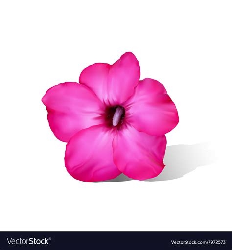 Desert Rose Flower On White Royalty Free Vector Image
