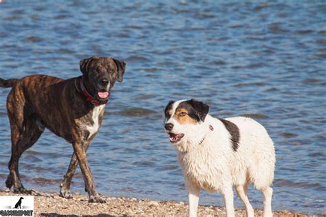 Gassireport Hundeblog Buchvorstellung Der Mensch Im Tier Von