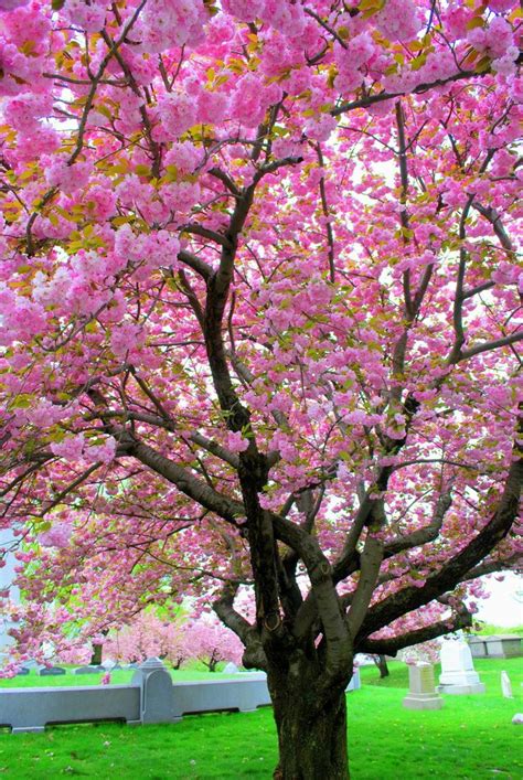 Pink Saturday Pink Trees Eden Trees To Plant Spring Tree Pink Trees