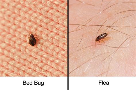 Bed Bug Bites Vs Fleabites How To Tell The Difference The Healthy