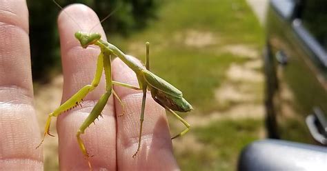 This Photogenic Mantis Tried To Hitch A Ride Today Imgur