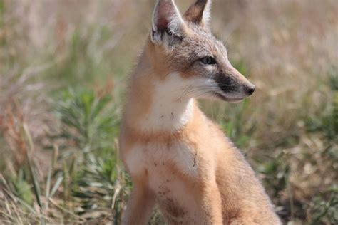 On Deviantart Swift Fox