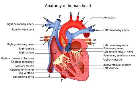 Warning Signs That Your Heart Does Not Work Properly Seewhat Human Heart Human Heart
