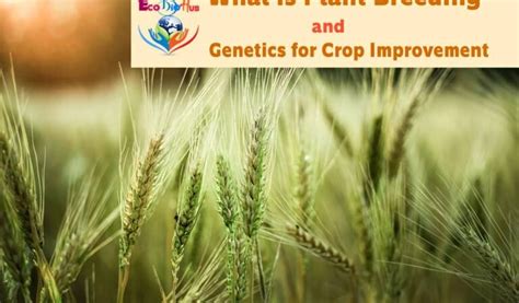 Genetics And Plant Breeding Ecobiohub