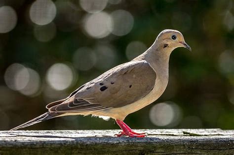 Dove Symbolism The Spiritual Meaning Of This Iconic Bird