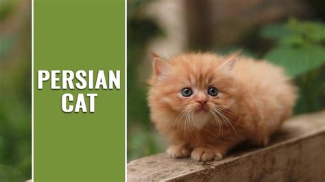 Find & download free graphic resources for persian cat. Persian Cat Breed Information And Complete Guide - Petmoo