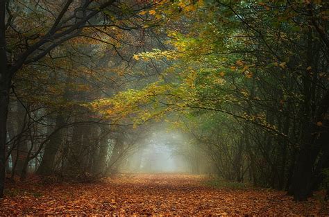 秋、 森、 風景、 葉、 霧、 朝、 自然、 パス、 木、 トンネル、 Hdデスクトップの壁紙 Wallpaperbetter