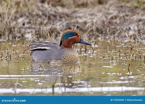 Eurasian Teal Or Common Teal Anas Crecca Stock Image Image Of Male