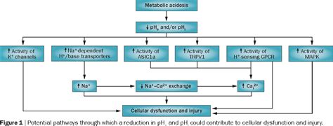 [pdf] Treatment Of Acute Metabolic Acidosis A Pathophysiologic Approach Semantic Scholar