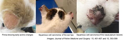 Cutaneous Squamous Cell Carcinoma In Cats Associated Factors