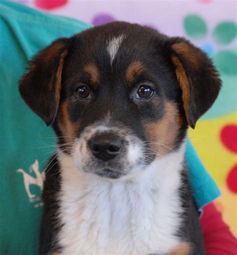 3 Adorable Australian Shepherd Mix Puppies Debuting For