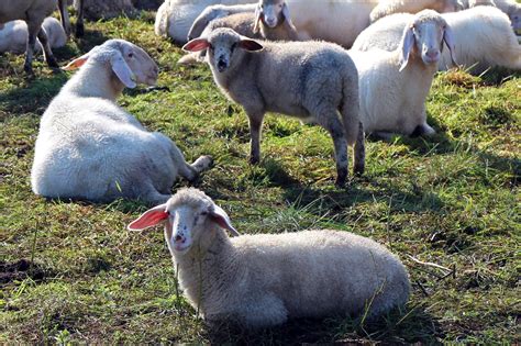 图片素材 组 农场 山羊 放牧 牧场 社区 哺乳动物 休息 一起 动物群 羊群 球队 看 脊椎动物 等待