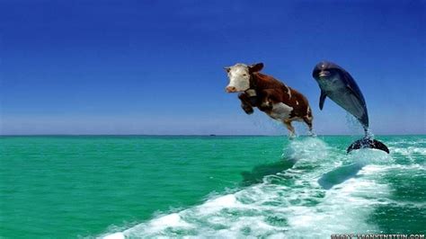 Funny Cow Wallpaper 54 Images