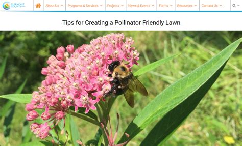 Tips For Creating A Pollinator Friendly Lawn Lawn This Is Us