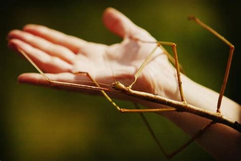 Check Out These Photos Of The Worlds Largest Stick Bug Heads Up By