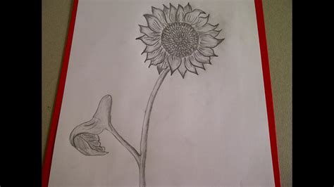 Der illustrator bekommt das buch, um bilder zum buch zu malen. Sonnenblume zeichnen. Blume zeichnen. Zeichnen lernen für ...