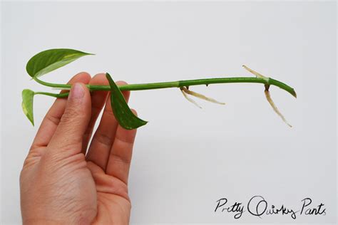 Here is a complete guide line on how to grow money plant in water specially for beginners. Pretty Quirky Pants | DIY: Propagating Pothos Plant (Money ...