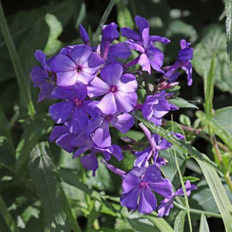 However there are many for best results grow in partial shade, water regularly and deadhead spent blooms to prolong flowering. PHLOX paniculata 'Blue Paradise'