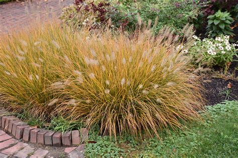Hameln Dwarf Fountain Grass Pennisetum Alopecuroides Hameln At