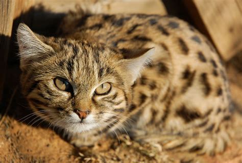 South Africas Four Small Wild Cats Where To See Them