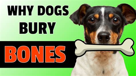 Why Do Dogs Bury Their Bones 🦴🤯 4 Reasons Youtube