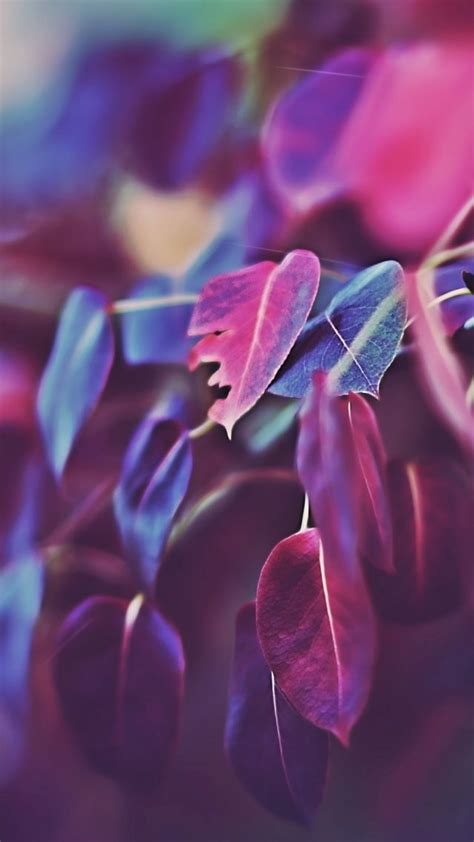 Wallpaper Leaves 5k 4k Wallpaper Macro Purple Nature 5323