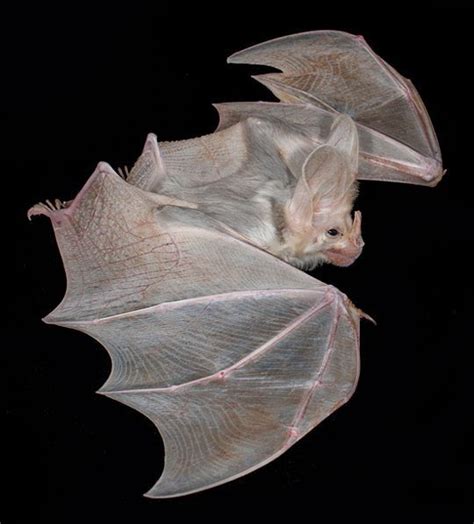 Ghost Bat Macroderma Gigas Also Known As False Vampire Bat Native