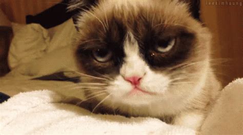 Grumpy Cat GIF Grumpy Cat Discover Share GIFs