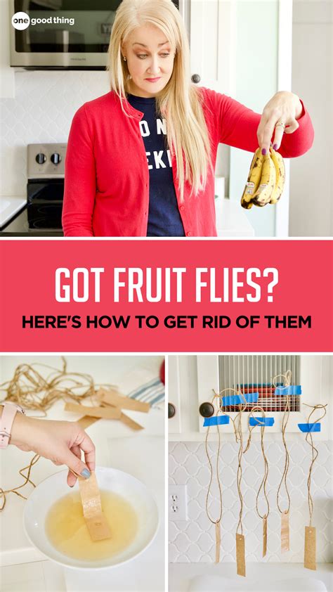 If you need to get rid of a fruit fly infestation without delay, call your local pest control company. How To Eliminate The Most Annoying Kitchen Pest With An ...