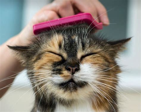 Brushing W Scalp Massage Cats Cat Hacks Bad Cats