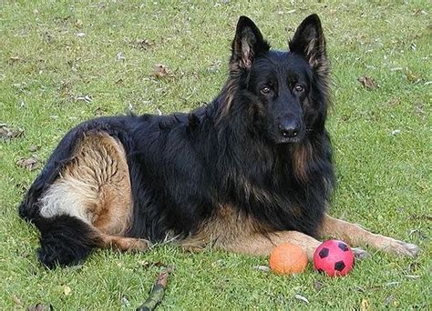 Old German Shepherd Dog Dog Breeds Database