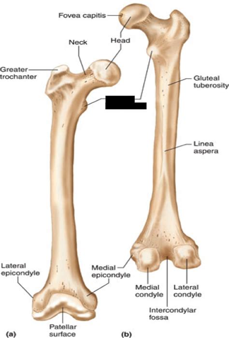 Femur is bone that extends from hip to knee joint and is also called thigh bone. Lower Extremity Flashcards | Easy Notecards