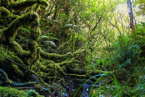 Deep New Zealand Forest With Moss On Stones And Branches Stock Photo