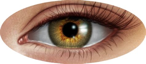 Eye Png Transparent Image Download Size 682x300px