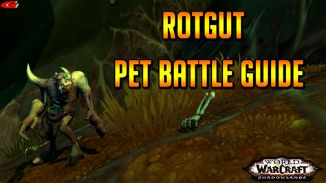 Rotgut Pet Battle Guide Shadowlands World Of Warcraft Videos