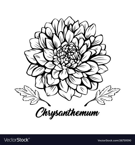 Chrysanthemum Hand Drawn Royalty Free Vector Image