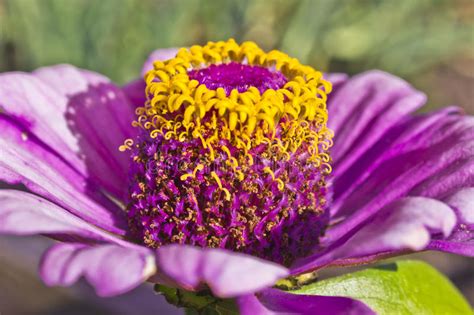 Flower Bud Stock Image Image Of Blossom Nature Single 32577667