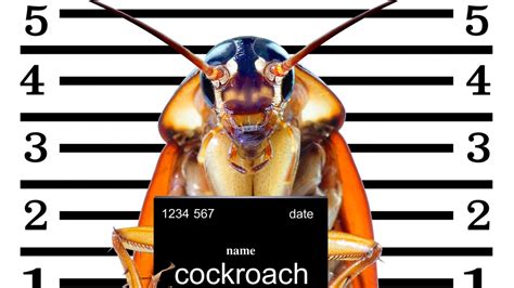 How To Get Rid Of Cockroaches Forever
