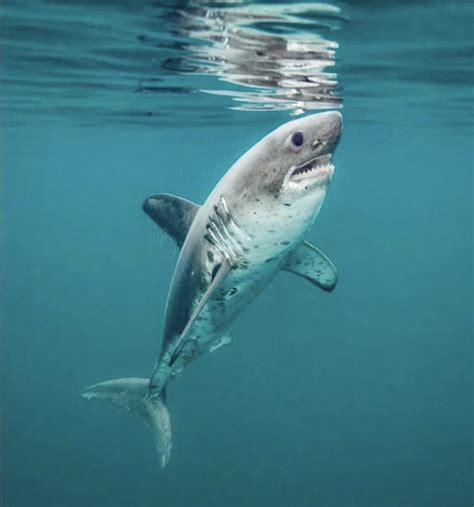 Cute Shark Pictures Real Just Go Inalong