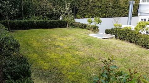 Aerating will cause there to be larger spaces in the soil and allow more oxygen, fertiliser, nutrients and water to penetrate. How to treat a lawn that is heavy with moss - YouTube
