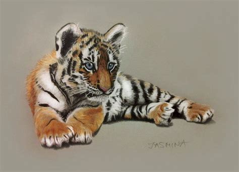 How To Draw A Tiger With Colored Pencils At Drawing Tutorials