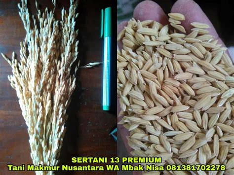 Benih Padi Sertani 13 Premium Tani Makmur Nusantara
