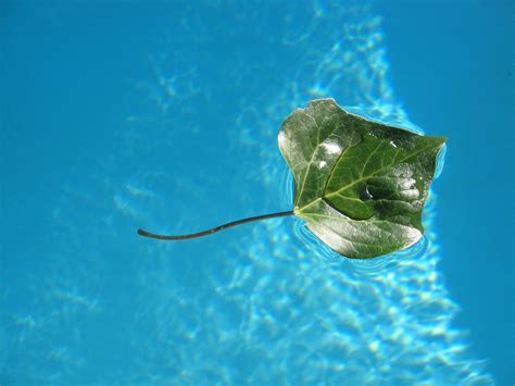 Floating Leaf Free Photo Download Freeimages
