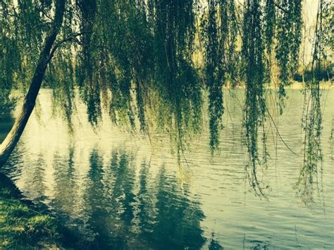 Local attractions include parrocchia di s. Veduta sul brenta - Foto di Agriturismo La Penisola, Campo ...