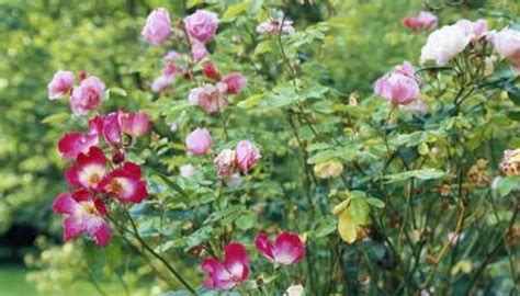 On the creating a successful planting in a shady garden is not difficult but it will be important to consider the number of shade plants in cultivation that will grow in partial shade such as under deciduous. The Best Partial Shade Flowering Perennial to Grow in ...