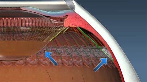 Why Does Contracting The Ciliary Muscles Of The Eye Relax Zonule Fibres