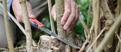 Tips For Winter Pruning Dormant Plants Trendradars